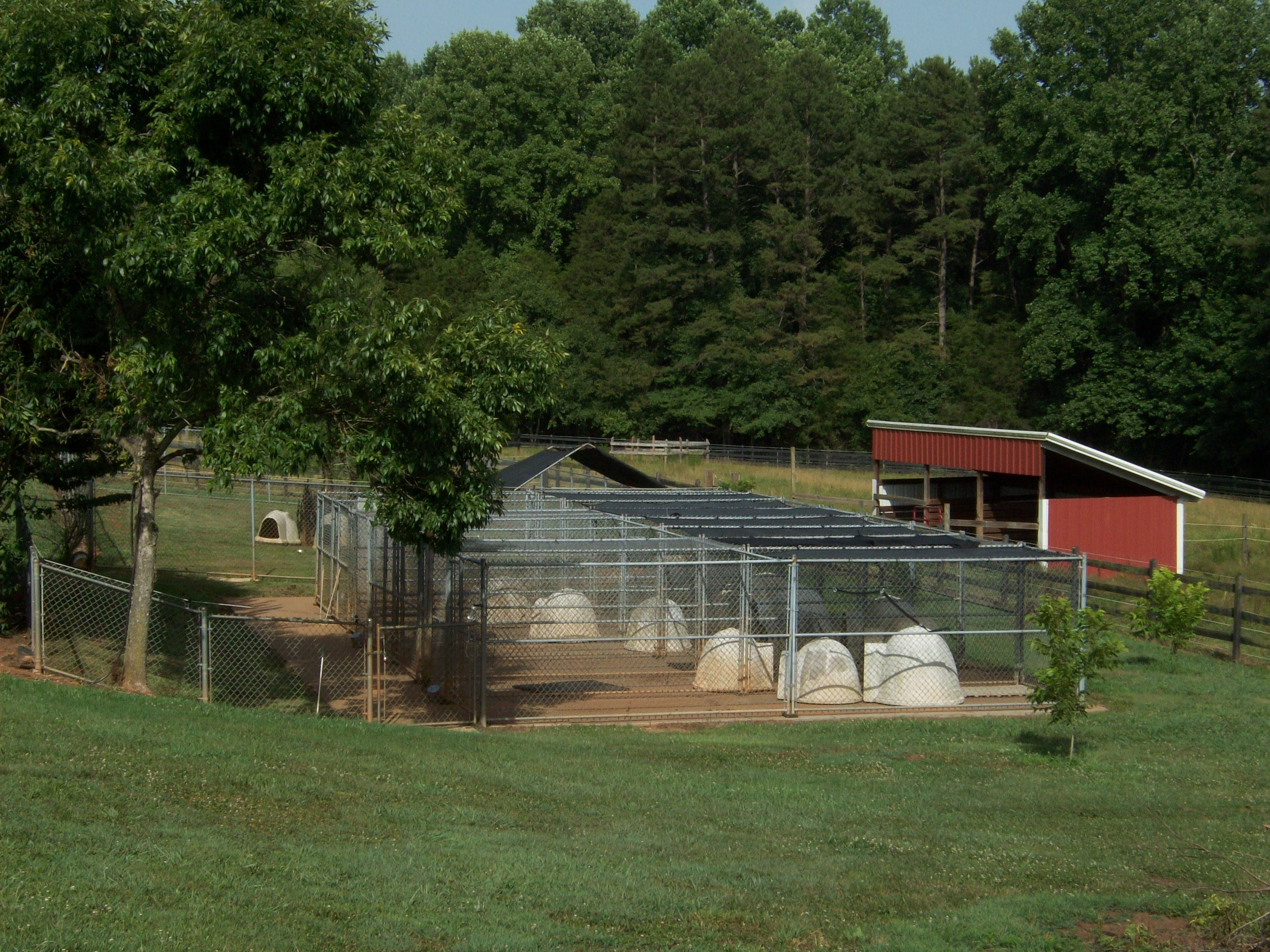 View of outdoor runs